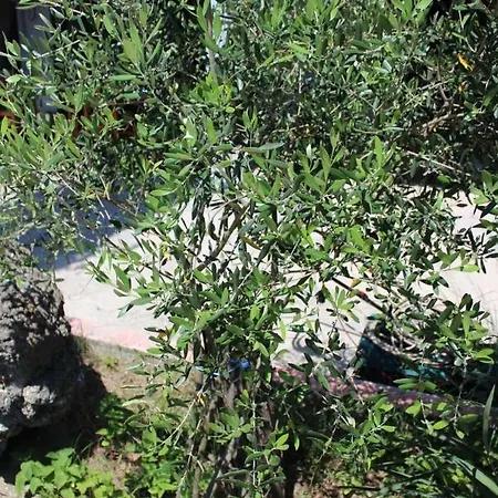 Green Garden Hotel